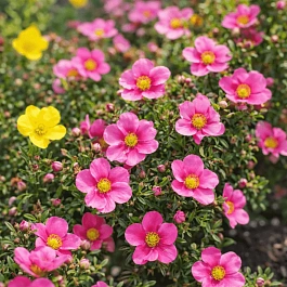 Лапчатка Bella Rosa