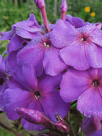 Флокс метельчатый Шопениана