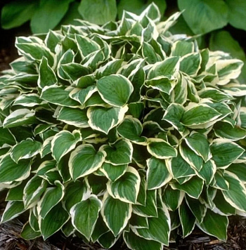 Хоста гибридная Даймонд Тиара Хоста гибридная Даймонд Тиара