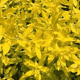 Спирея серая Kaziu