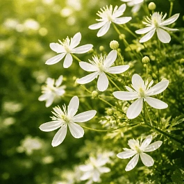 Клематис трехцветковый Максимовича