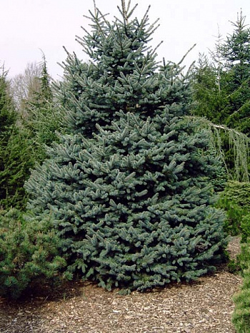 Ель колючая Эрих Фрам