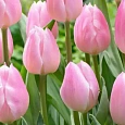 Тюльпан Light Pink Prince