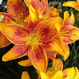 Лилия азиатская горшечная Тайни Пэррот