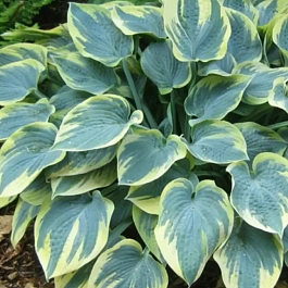 Хоста Aristocrat