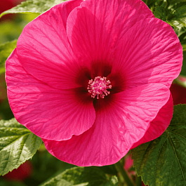 Гибискус мускусный Luna Rose