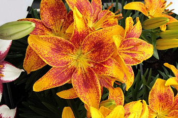 Лилия азиатская горшечная Тайни Пэррот