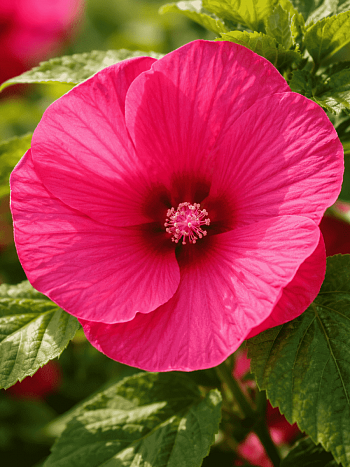 Гибискус мускусный Luna Rose