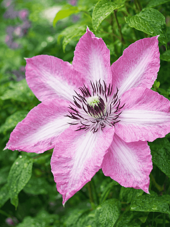 Клематис Bieszczady