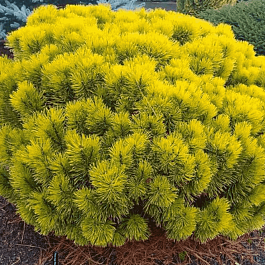 Сосна горная Carsten Wintergold