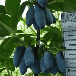 Жимолость плодовая Jugana