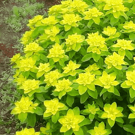 Молочай многоцветковый