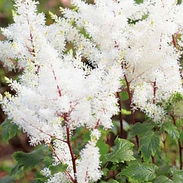 Астильба японская Рок энд Ролл