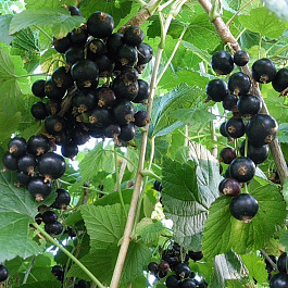 Смородина черная Севчанка Смородина черная Севчанка