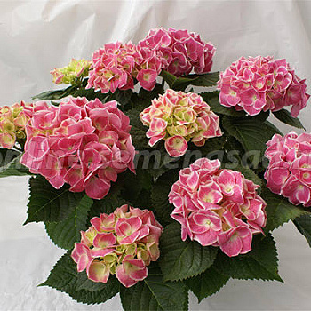 Гортензия крупнолистовая Кабаре