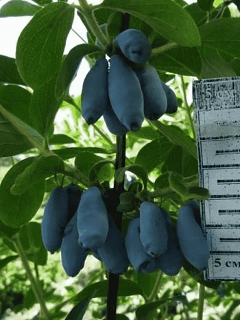 Жимолость плодовая Jugana