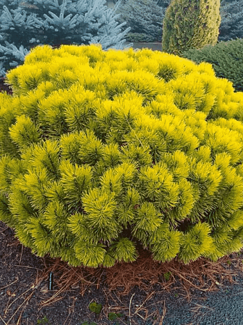 Сосна горная Carsten Wintergold