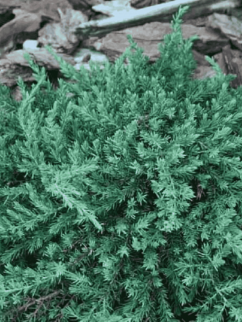 Можжевельник обыкновенный Greenmantle