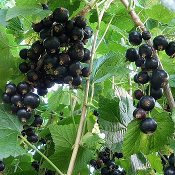 Смородина черная Севчанка
