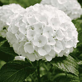 Гортензия Macrophylla white