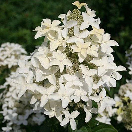 Гортензия метельчатая Мэджикал Старлайт Гортензия метельчатая Мэджикал Старлайт