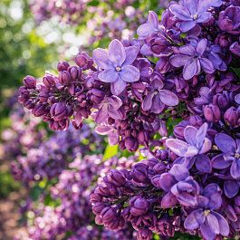 Сирень обыкновенная Утро России