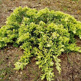 Можжевельник горизонтальный Голден Карпет Можжевельник горизонтальный Голден Карпет