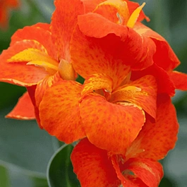 Канна горшечная Happy Cleo