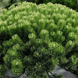 Сосна горная Pumilio