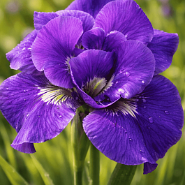 Ирис сибирский Kabluey
