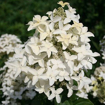 Гортензия метельчатая Мэджикал Старлайт