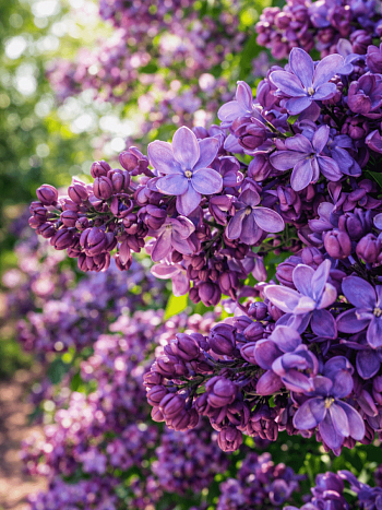 Сирень обыкновенная Утро России