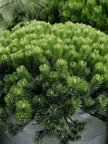 Сосна горная Pumilio