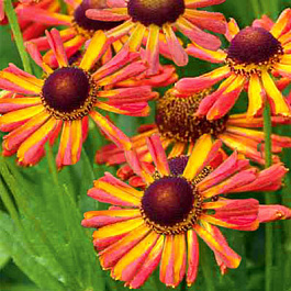 Гелениум осенний Лойсдер Век