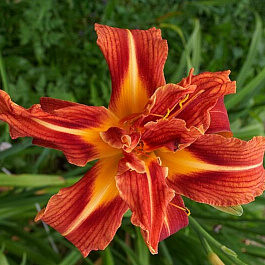 Лилейник гибридный Каррик Уилдон