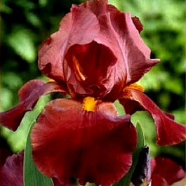 Ирис бородатый Султан Пэлас