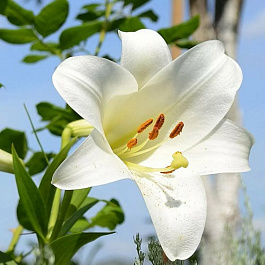 Лилия ЛОО-гибрид Полар НАБОР 2ШТ (2+2)