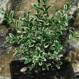 Самшит вечнозеленый Variegata