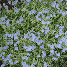 Синюха ползучая  Stairway to Heaven