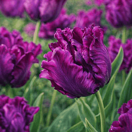 Тюльпан Victoria's Secret