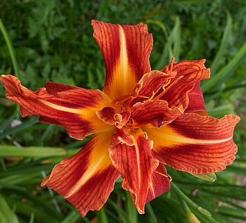 Лилейник гибридный Каррик Уилдон