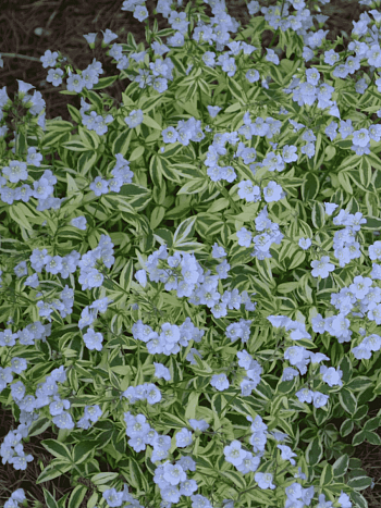 Синюха ползучая  Stairway to Heaven