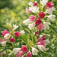 Вейгела цветущая Marjorie