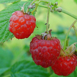 Малина традиционная Новость Кузьмина Малина традиционная Новость Кузьмина