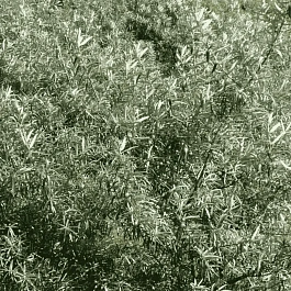 Облепиха крушиновидная  Pollmix