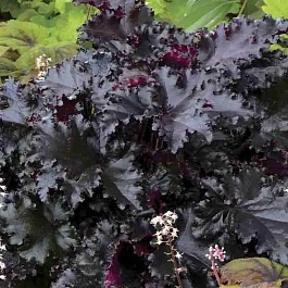 Гейхера Black Taffeta