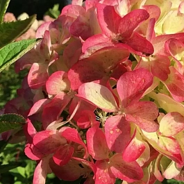 Гортензия метельчатая  Graffiti