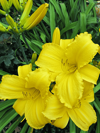 Лилейник Mary Todd