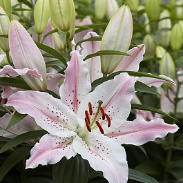 Лилия восточная Виртуозо