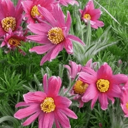 Прострел обыкновенный  Papageno